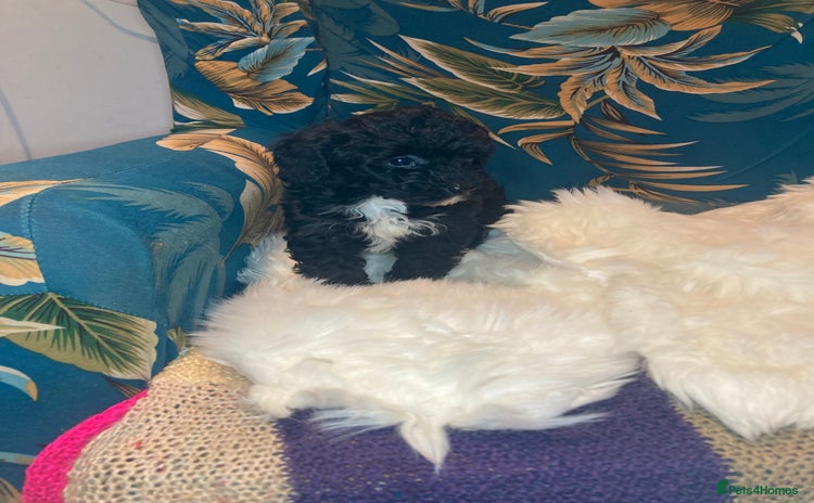 Shihpoo dogs - Advert 1