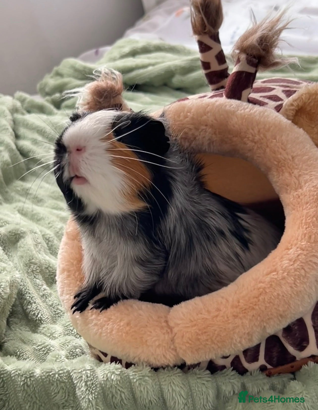 Guinea Pig rodents Singular male guinea pig looking for a new home - Advert 1