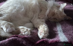Ragdoll cats for sale: Vince the ragdoll.  - Image 3