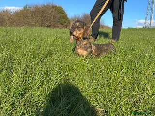 Dachshund dogs Dachshund male - Advert 1