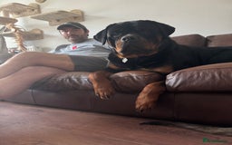 Rottweiler dogs for stud: For Stud  - Image 6