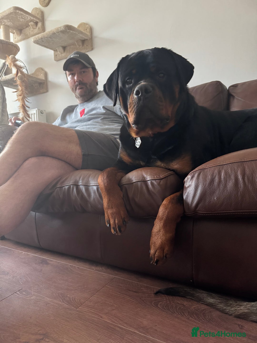 Rottweiler dogs for stud: For Stud  - Image 6