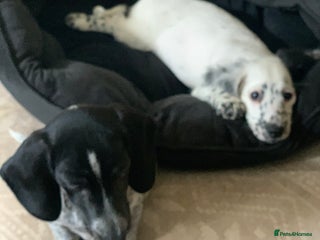 Dachshund dogs - Advert 4