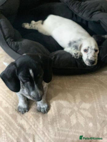 Dachshund dogs - Advert 4