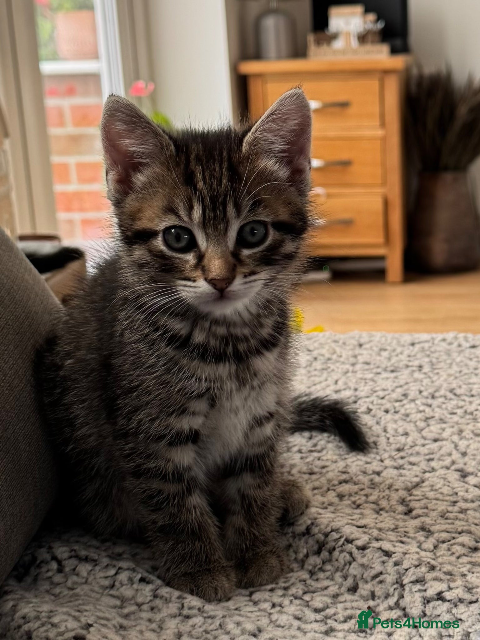 Mixed Breed cats Two girls looking for their forever home  - Advert 4