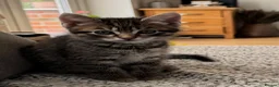 Mixed Breed cats for sale: Two girls looking for their forever home  - Advert 1