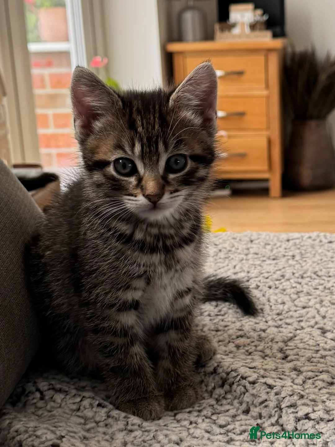 Mixed Breed cats for sale: Two girls looking for their forever home  - Advert 1