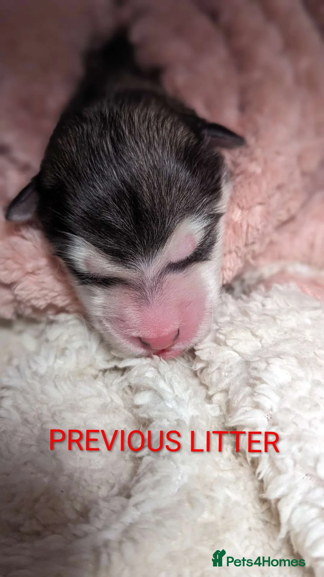 Alaskan Malamute dogs for sale: CONFIRMED PREGNANCY, 6+ pups - Advert 4