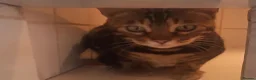 Bengal cats for sale: Tica Bengal Chocolate Marbled April speyed female - Advert 11