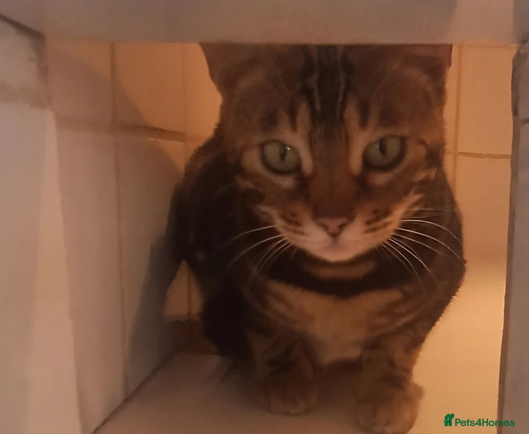 Bengal cats for sale: Tica Bengal Chocolate Marbled April speyed female - Advert 11