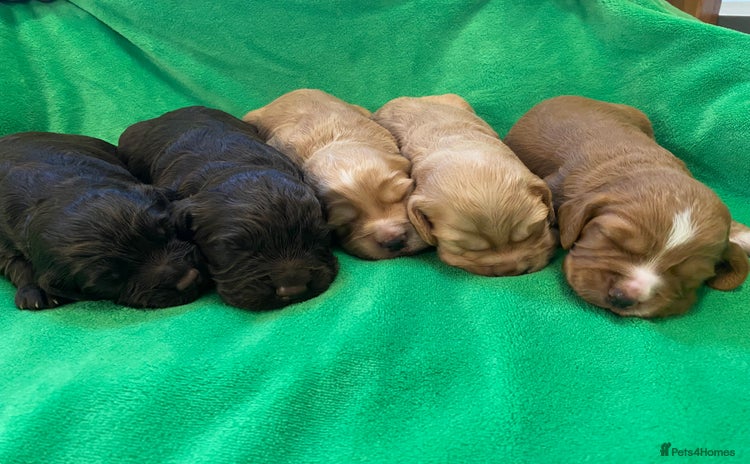 Cocker Spaniel dogs - Advert 4