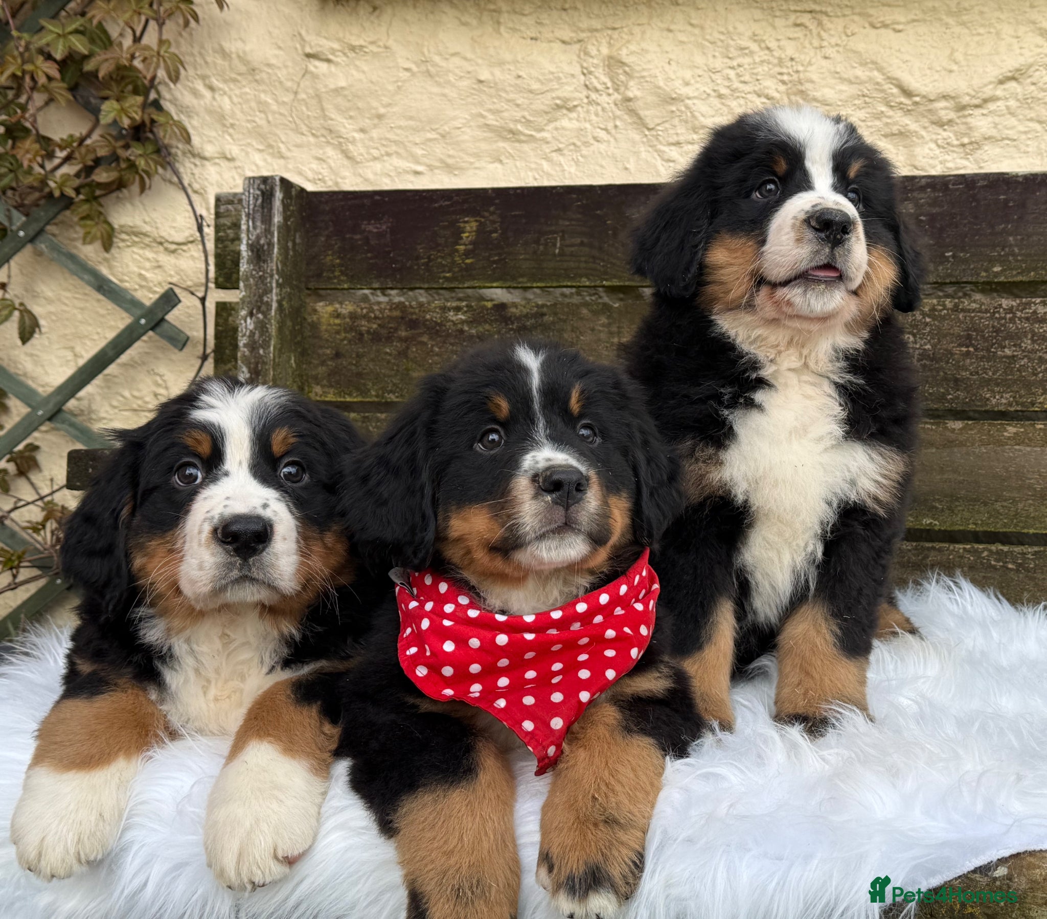 Bernese Mountain Dog dogs KC Beautiful Bernese  - Advert 2