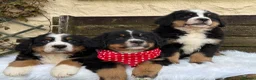 Bernese Mountain Dog dogs for sale: KC Beautiful Bernese  - Advert 2