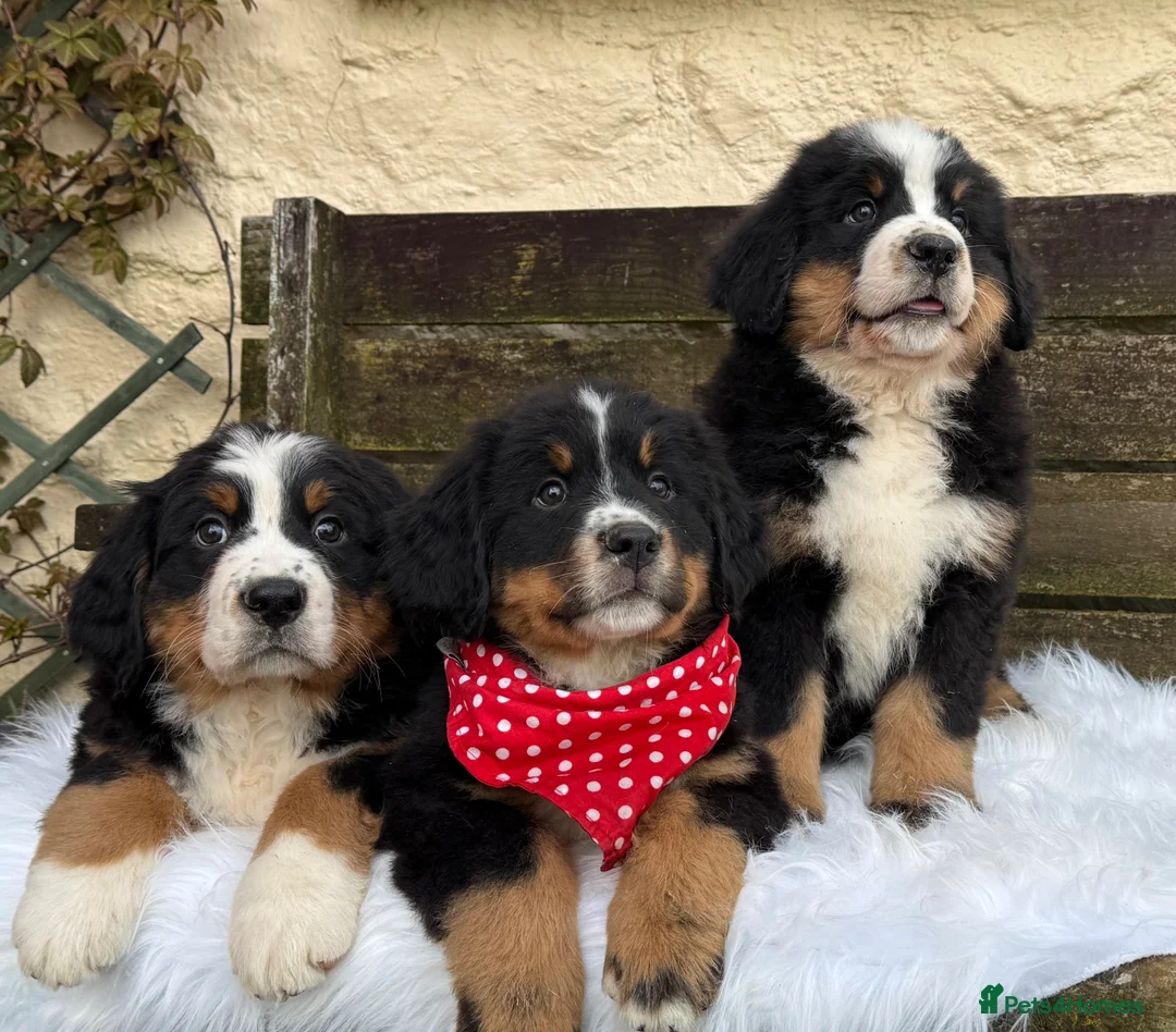 Bernese Mountain Dog dogs for sale: KC Beautiful Bernese  - Advert 2