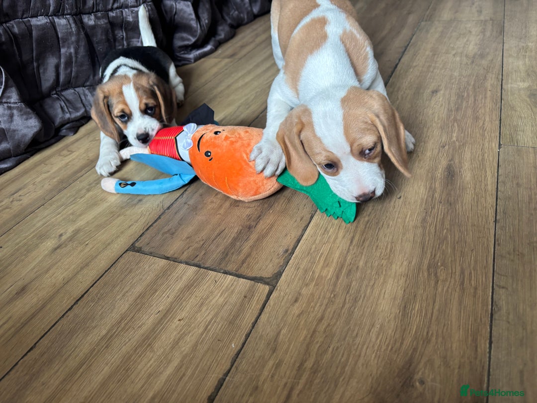 Beagle dogs for sale: 2 stunning Beagle Puppies, ready now in Sidcup - Image 32