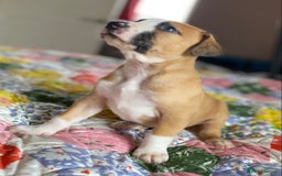 Mixed Breed dogs for sale: Collie bull greyhound puppies - Image 2