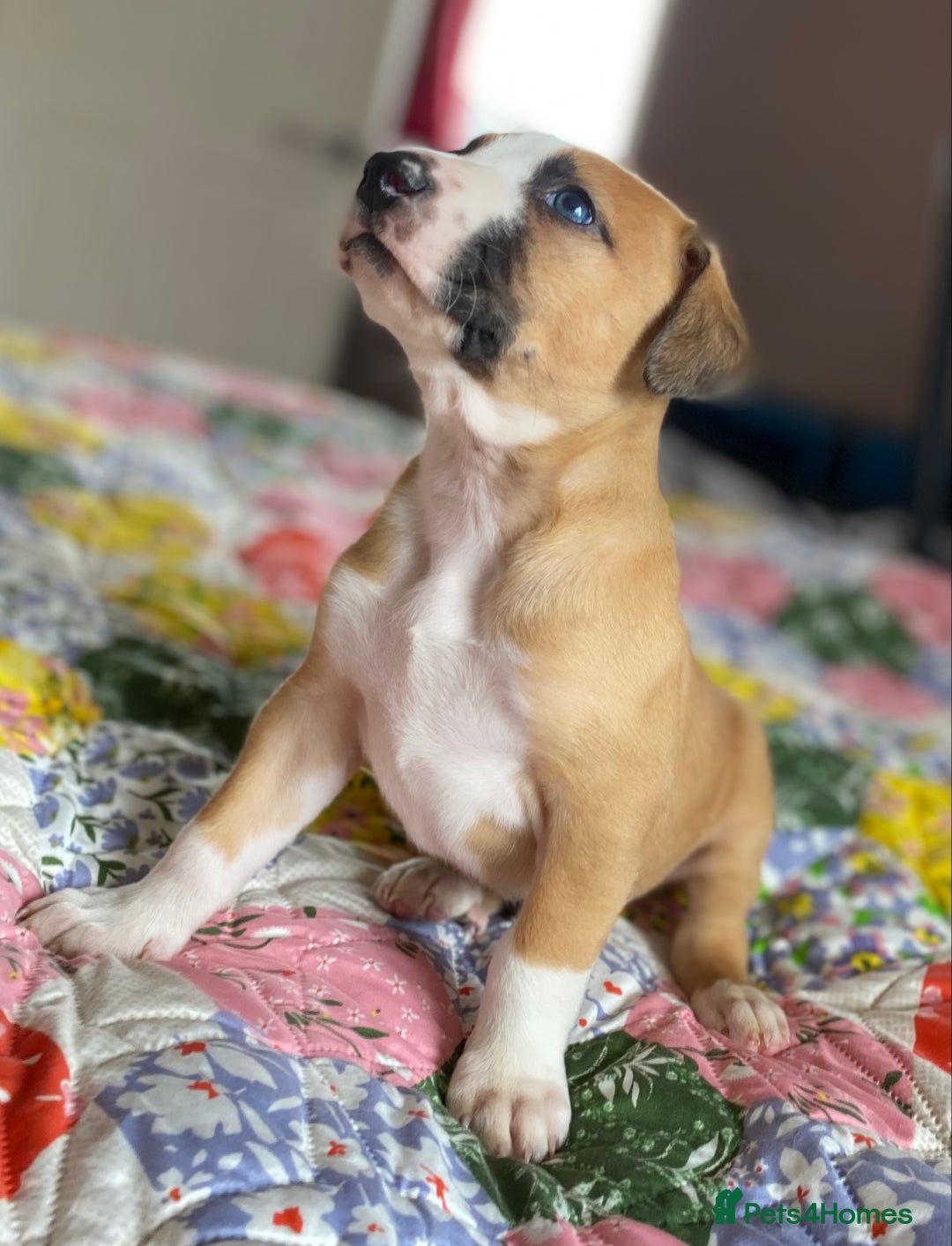 Mixed Breed dogs for sale: Collie bull greyhound puppies - Image 2