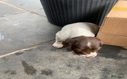 English Springer Spaniel dogs for sale: Springer pups - Image 10