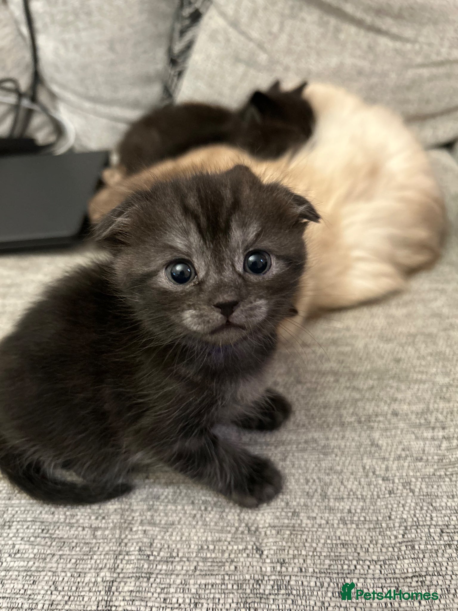 Scottish Fold cats Ragdoll x Scottish Fold - litter of 4!  - Advert 7