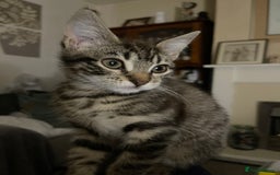 Mixed Breed cats for sale: Mixed breed kittens - Image 2