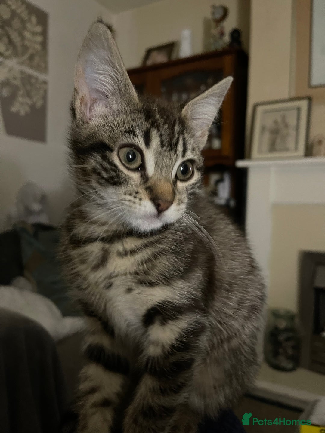 Mixed Breed cats for sale: Mixed breed kittens - Image 2