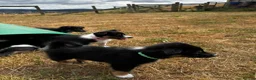 Mixed Breed dogs for sale: Kelpie x collies BEAUTIFUL LITTER - Advert 5