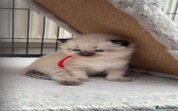 Ragdoll cats for sale: 3 stunning chunky ragdoll girls  - Advert 12