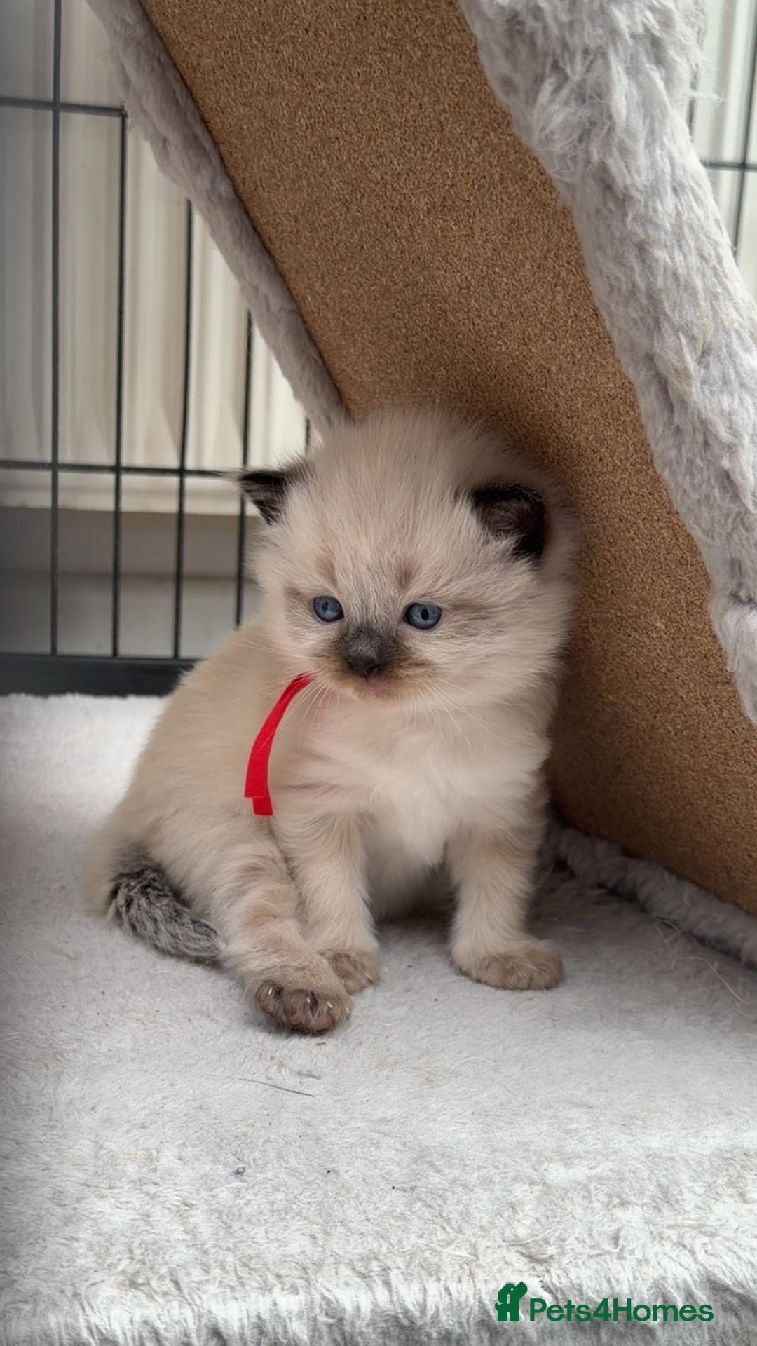 Ragdoll cats for sale: 3 stunning chunky ragdoll girls  - Advert 12