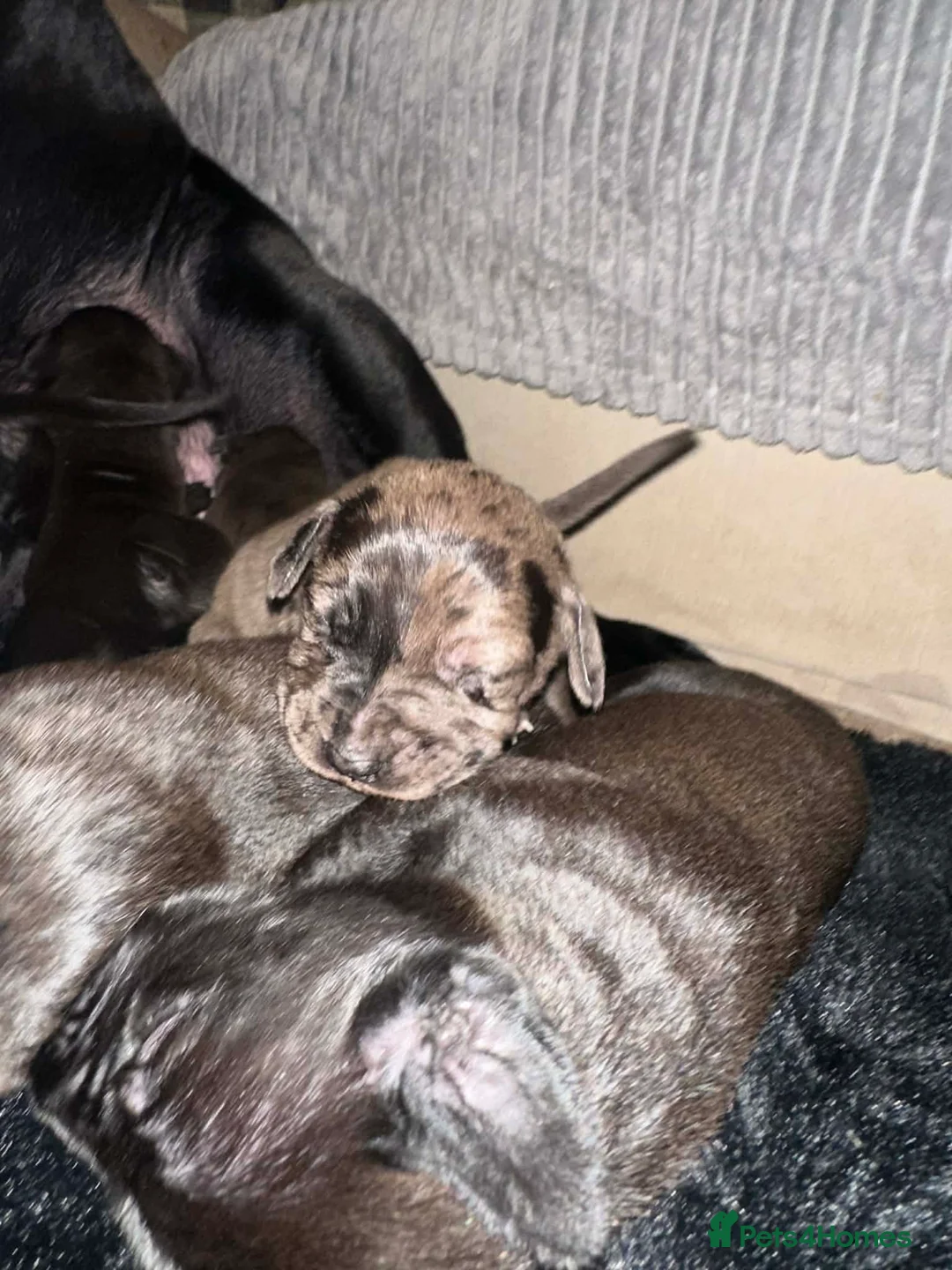 Mixed Breed dogs for sale: Daniffs (Great Dane  ** tiff) - Advert 6