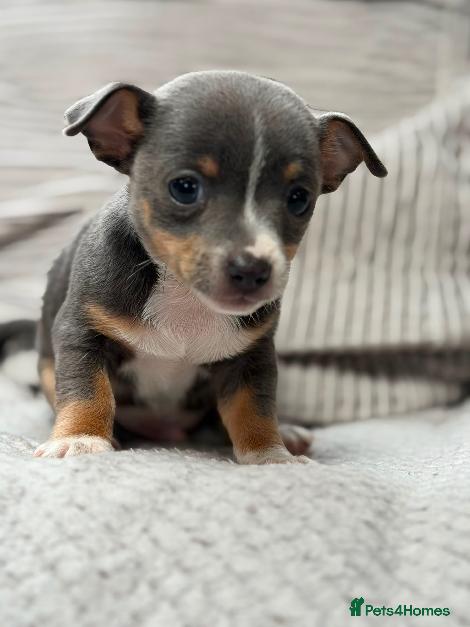Chihuahua dogs CHIHUAHUA PUPPIES *ONLY 1 BOY LEFT* - Advert 8