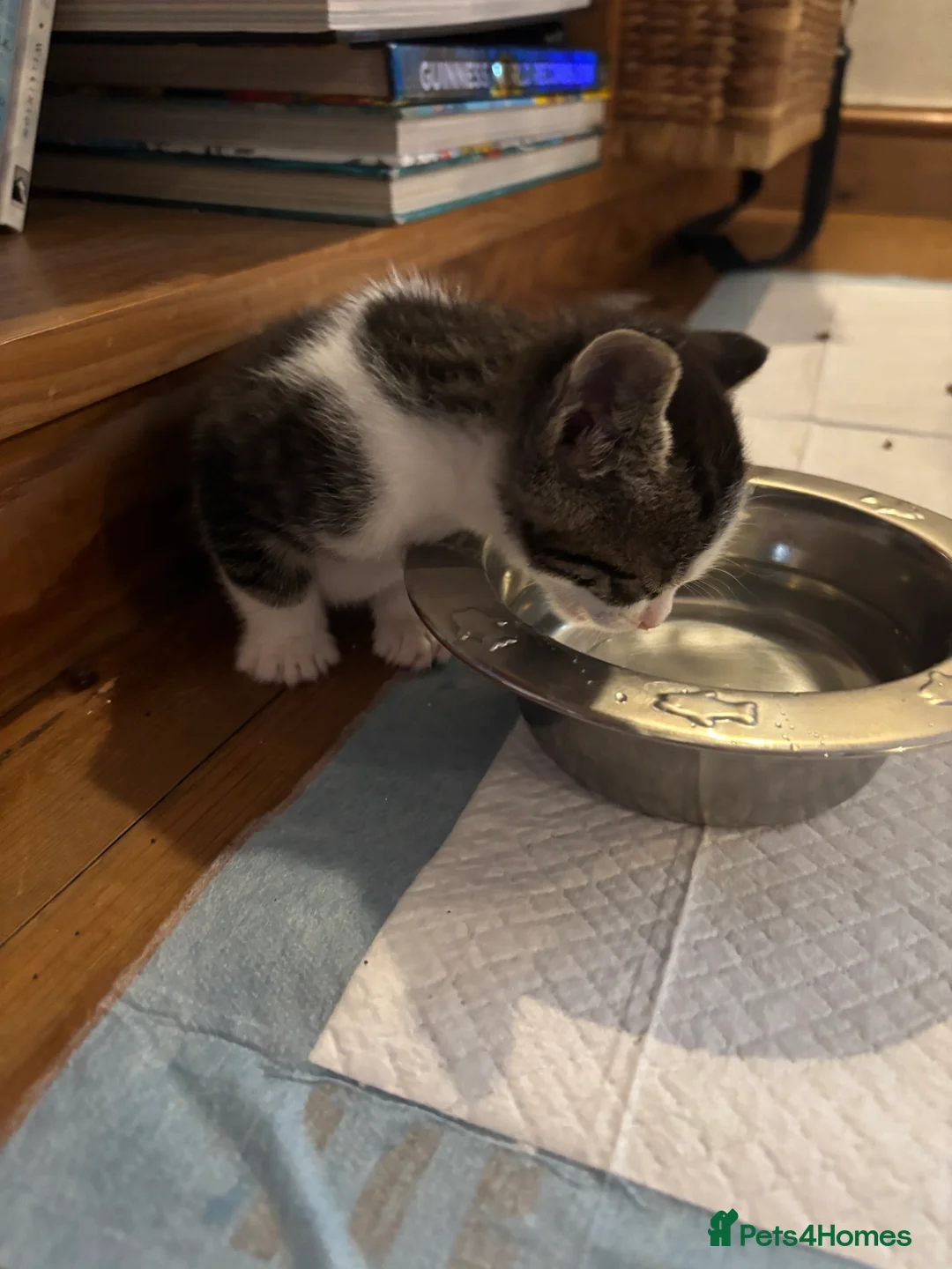 Mixed Breed cats for sale: Tabby and calico mixed breed in Cockermouth - Advert 2