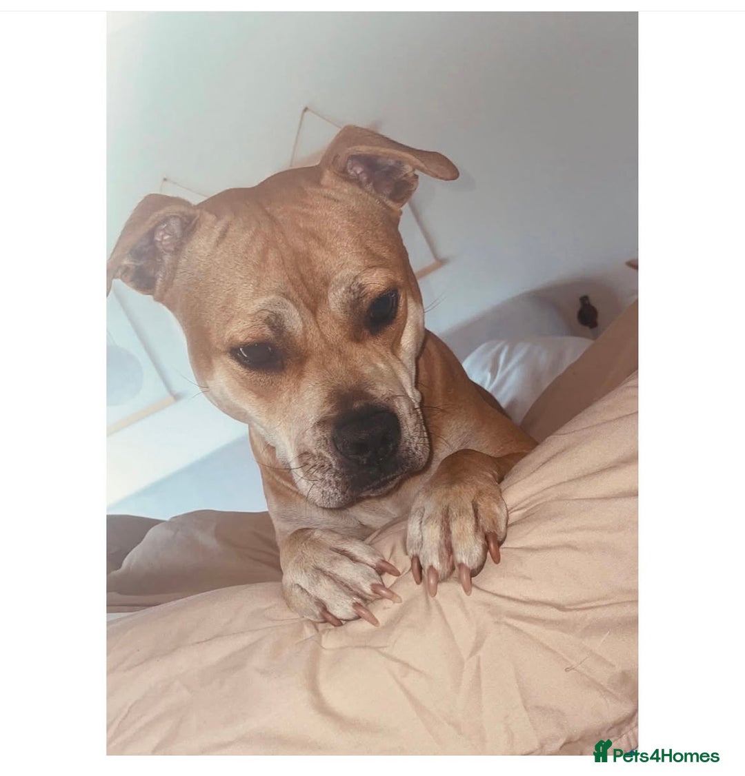 Mixed Breed dogs for sale: Staffy x pocket bully puppies - Advert 4