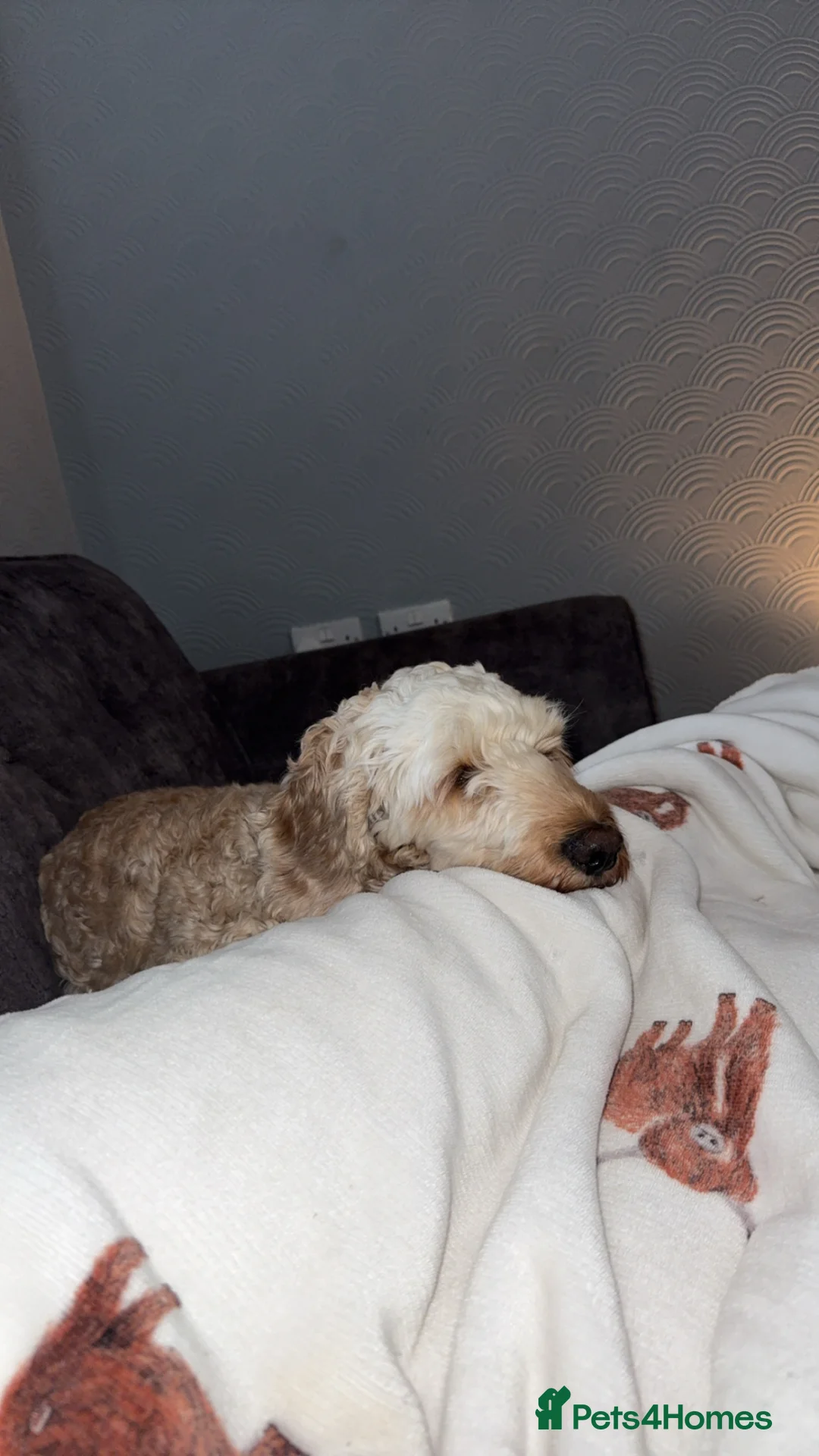 Cockapoo dogs for sale: Lola the cockapoo - Advert 2