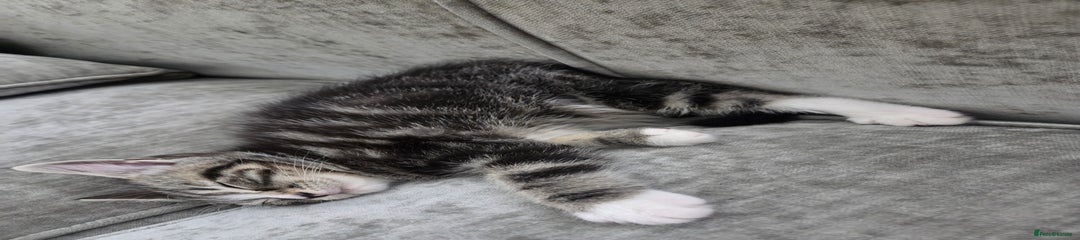 Persian Kitten 2