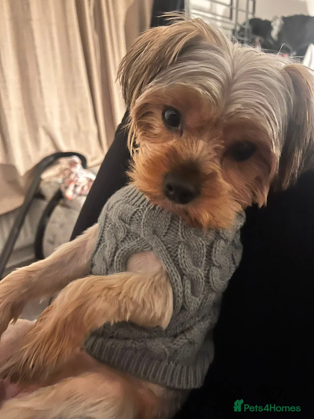Yorkshire Terrier dogs for sale: 10 Months Yorkshire female dog in Glasgow - Advert 6