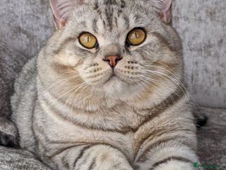 British Shorthair cats BSH Stud in Derby - Advert 3
