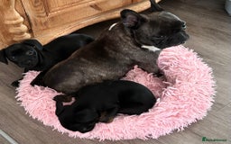 Mixed Breed dogs for sale: Daxiecross Frenchy  - Image 5