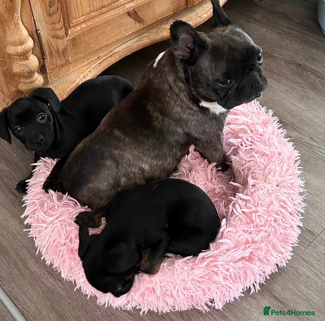 Mixed Breed dogs for sale: Daxiecross Frenchy  - Image 5
