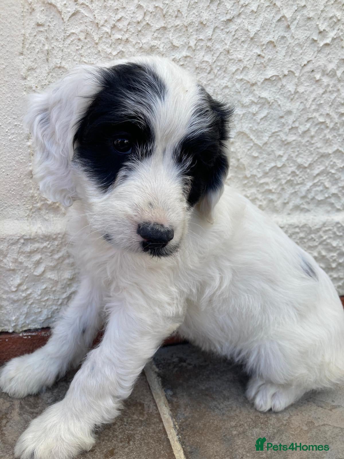 Cockapoo dogs Ready now beautiful cockapoo puppies  - Advert 2
