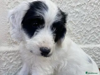 Cockapoo dogs Ready now beautiful cockapoo puppies - Advert 2