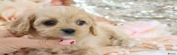 Cavapoo dogs for sale: Health Tested Cavapoo Puppies - Advert 17