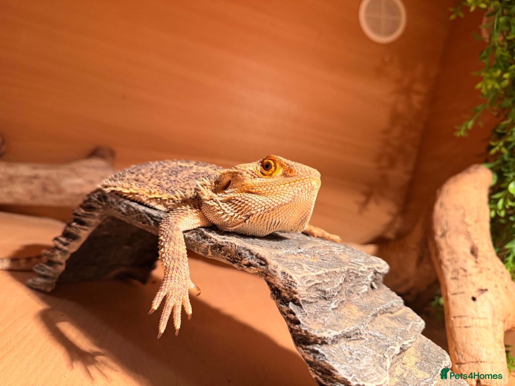 Bearded Dragon reptiles Bearded dragon  - Advert 1