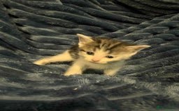 Domestic Shorthair cats for sale: 4 beautiful kittens  - Advert 4