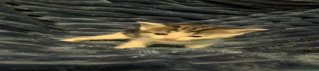 Domestic Shorthair Kitten 3