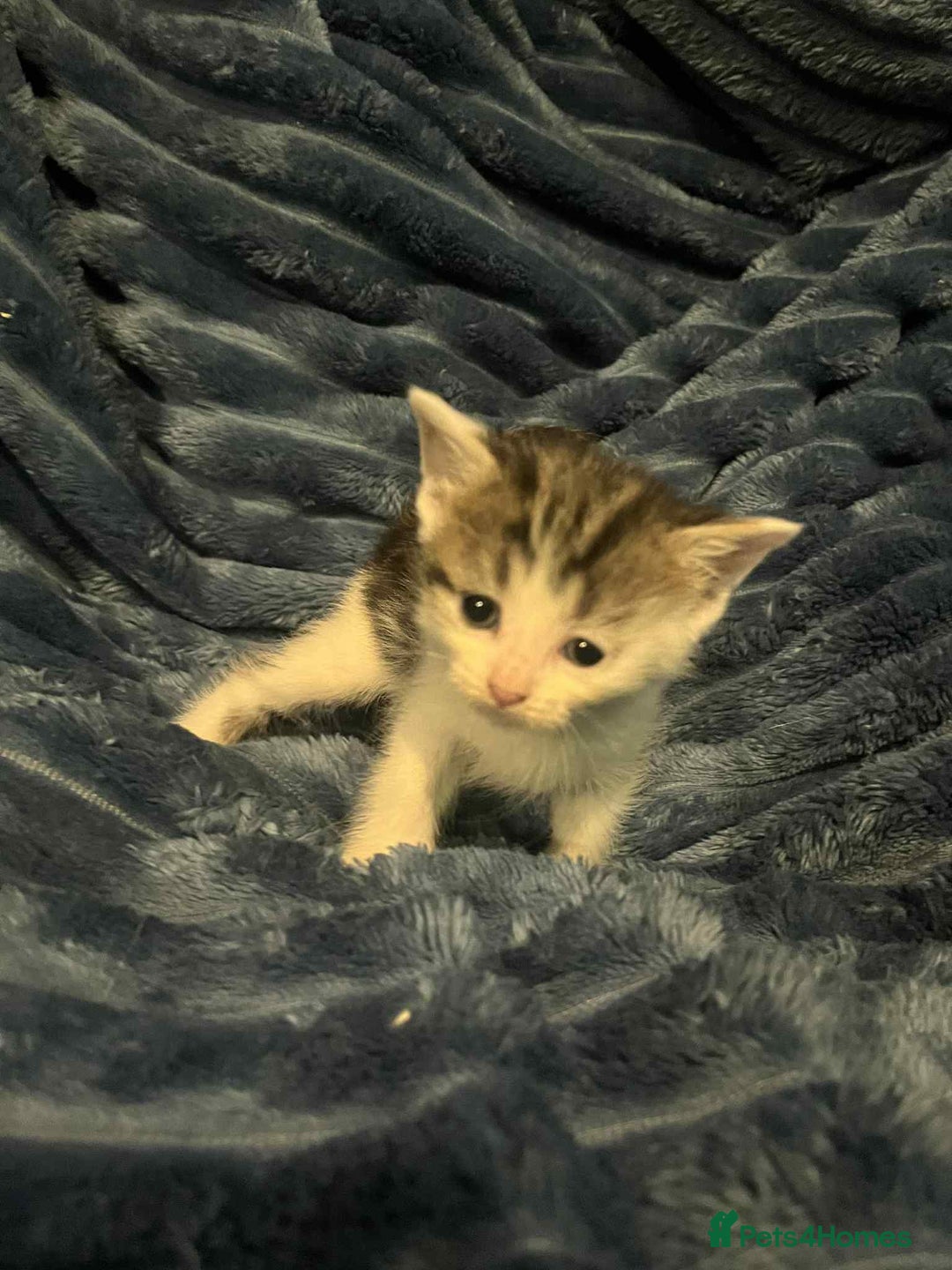 Domestic Shorthair cats for sale: 4 beautiful kittens  - Advert 4