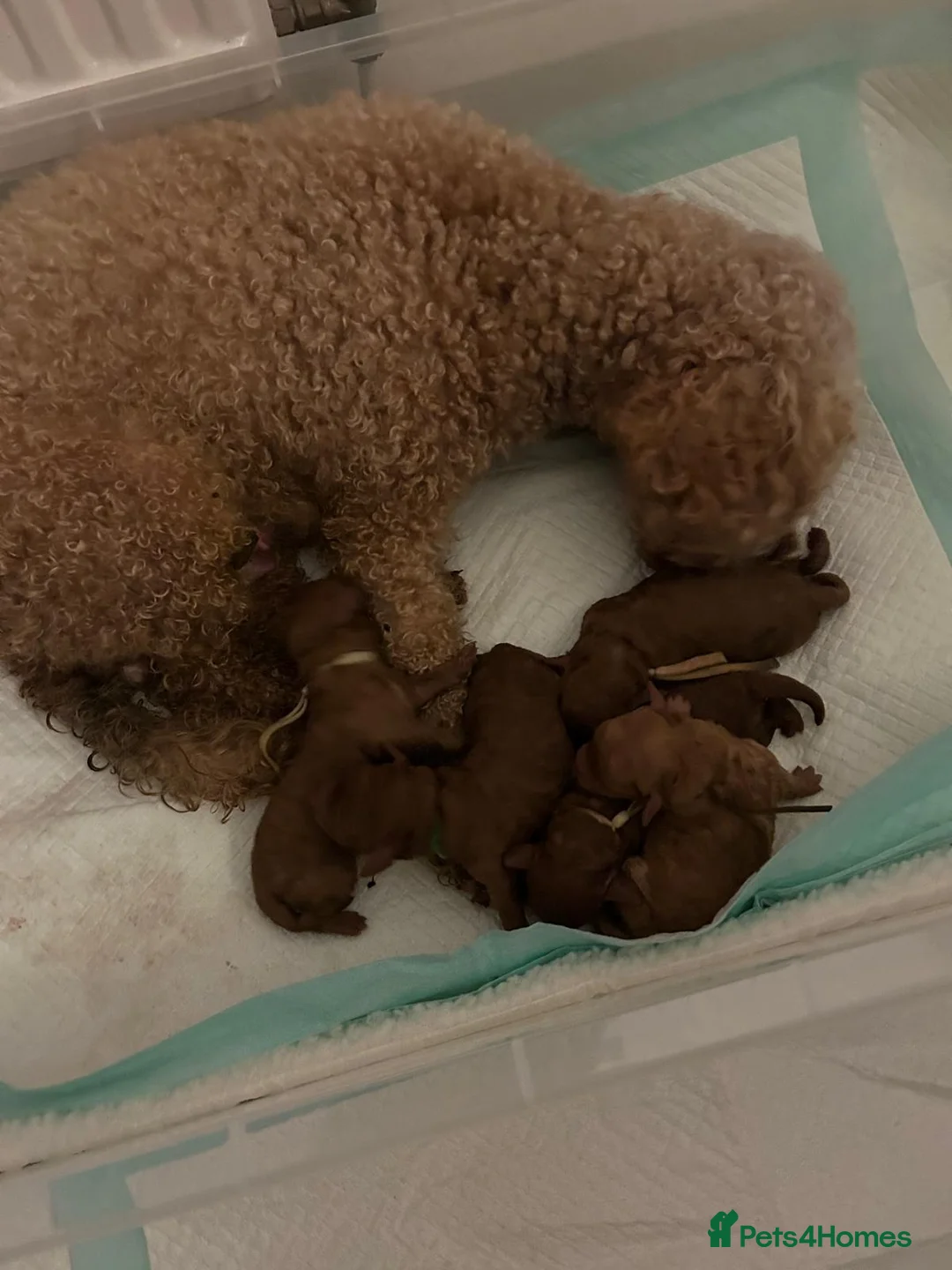 Cavapoo dogs for sale: ADORABLE F1b CAVAPOO PUPPIES FOR THEIR 4EVA HOMES  in Lancaster - Advert 2