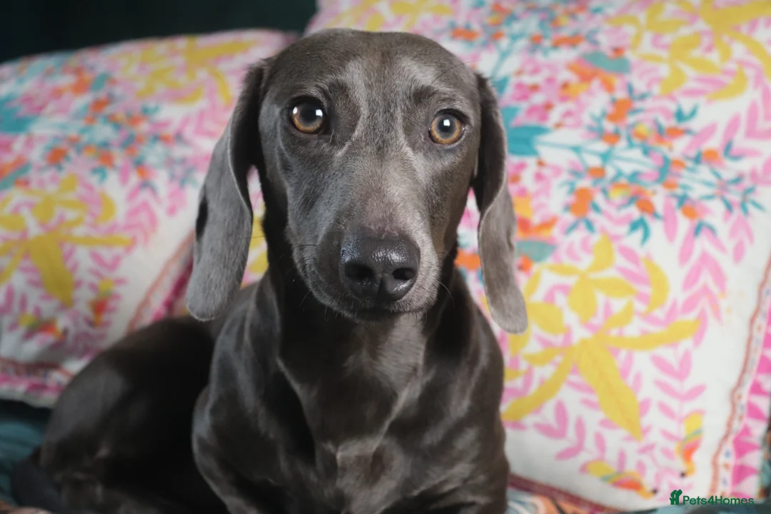 Miniature Dachshund dogs for sale: Miniature Dachshund pups❤️ - Advert 20