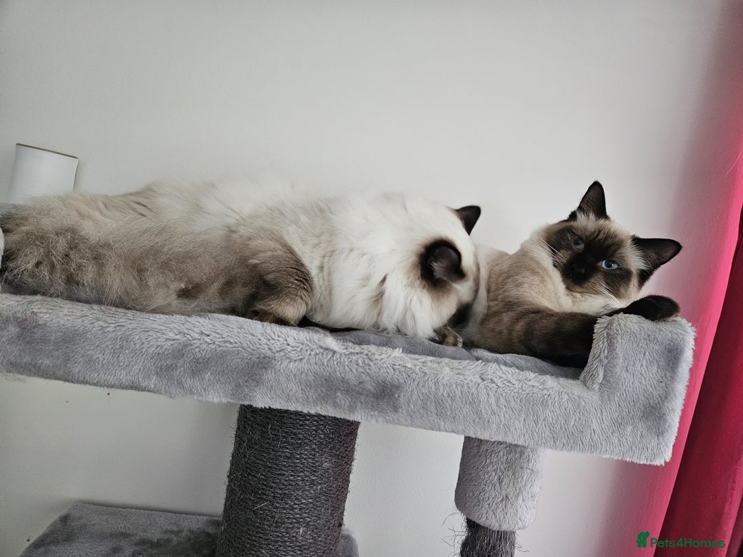 Ragdoll cats for sale: Seal Point Ragdoll Female Cat - Advert 9