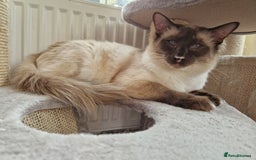 Siamese cats for sale: Stunning GCCF registered choc point Balinese  - Image 7