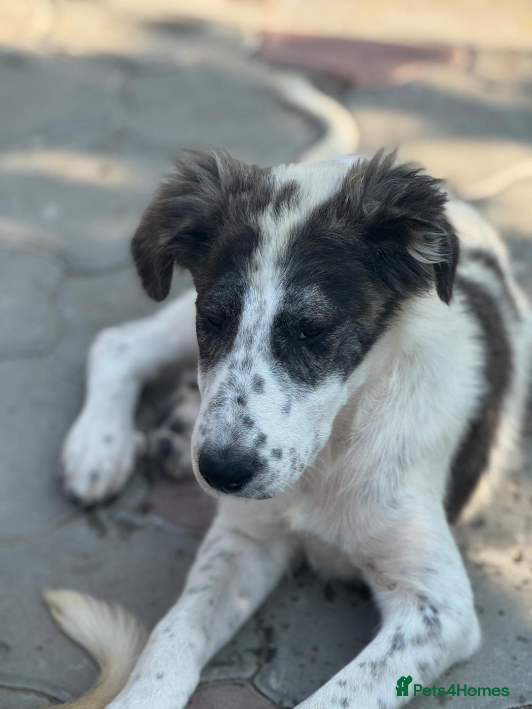 Mixed Breed dogs for adoption: ODIN, a superb young boy - for a Loving Home - Image 12